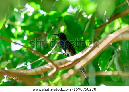 Closeup photo of hummingbird resting in the shade over tree branch. Handsome male. Blurred background.