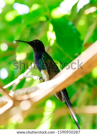 Closeup photo of hummingbird resting in the shade over tree branch. Handsome male. Blurred background.
