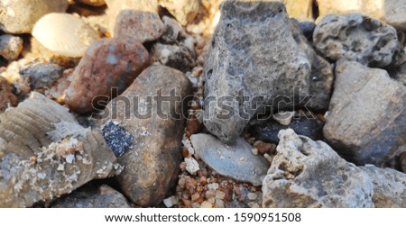 Petrified corals and colorful pebbles on the seashore. Seashells among the stones on the sea.