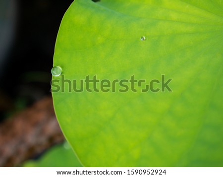 The Water Drop on The Lotus Worship Leaf in The Pool