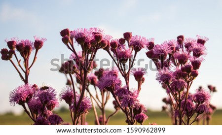 Picture of Field flowers in South Africa