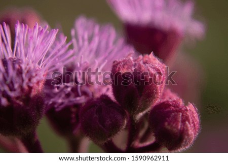 Picture of Field flowers in South Africa