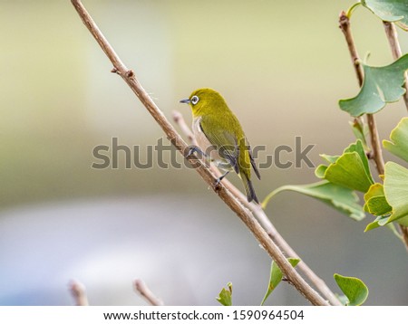A selective focus shot of a cute exotic bird standing on a tree branch in the middle of a forest
