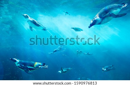A herd of African Penguins fishing. Ocean underwater with marine animals. Sun rays passing through the water surface.