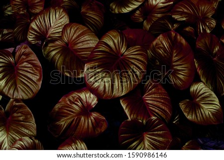 tropical leaves, abstract colorful leaves texture, nature background