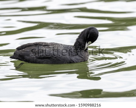 A selective focus shot of a black and white duck hanging out in the lake