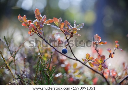 Autumn background, colorful alpine flora covered with icy drops in the mountains 