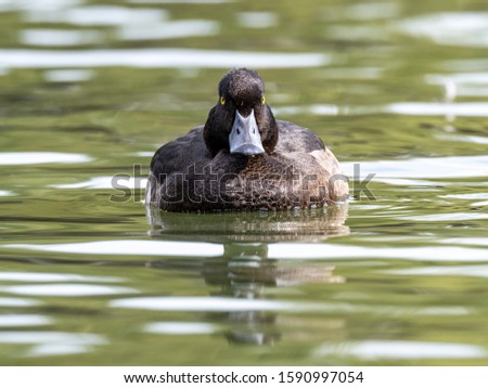 A black and white duck with expressive eyes hanging out in the lake observing its surroundings