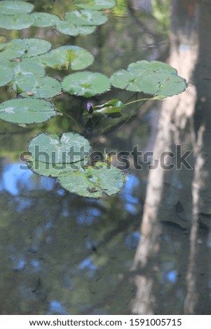 Beautiful lotuses floating in the green wild pond