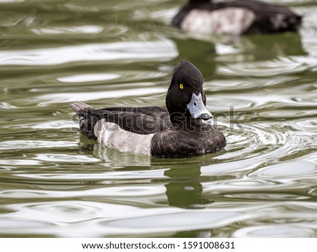 A selective focus shot of a black and white duck with expressive eyes hanging out in the lake