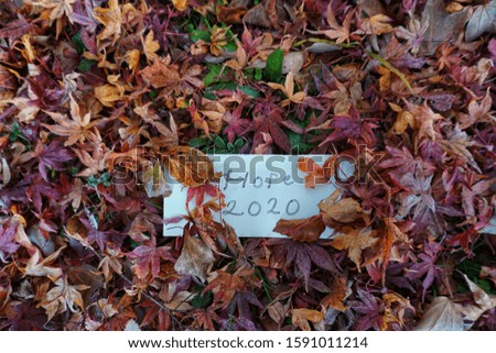 writing hope for the new year 2020 on a fallen leaf