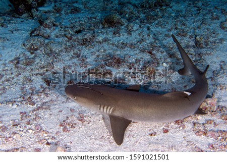 white tip bareer shark jaws close up portrait while looking at you while diving in maldives