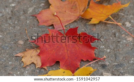 A closeup shot of the beautiful colorful fallen autumn leaves on the ground