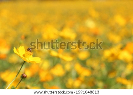 Blurry picture of yellow cosmos flowers in the field. Concept of natural wallpaper.