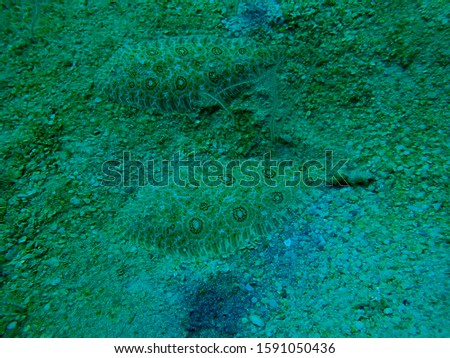 Psettodes erumei on the surface of the sea under the sea