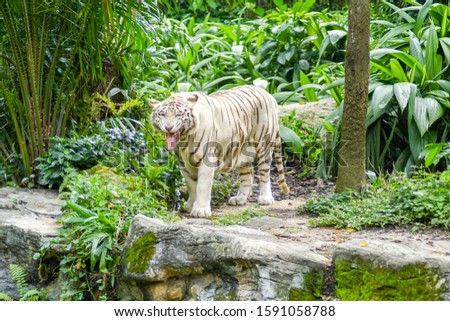 roaring white tiger in the forest