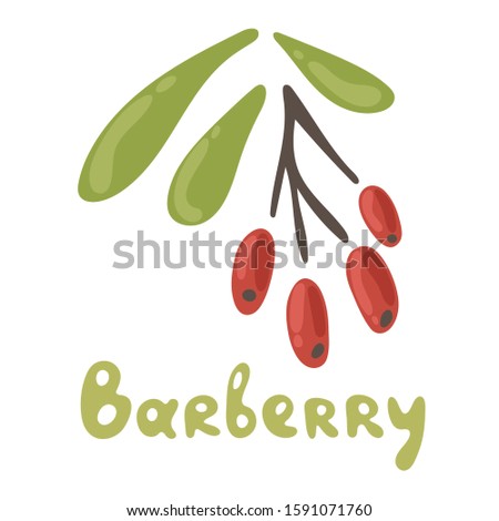 Barberry hand drawn ripe red berries bunch with leaves. Doodle style natural organic vitamin food. Healthy vegetarian sweet dessert, juicy ingredient. Vector isolated illustration or icon.
