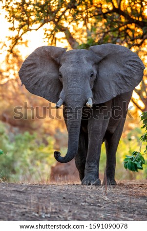 Male elephant at sunset in the dry season in the forest of high trees in Mana Pools National Park in Zimbabwe