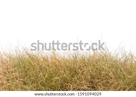 Dry brown garden grass studio shot and isolated on white background Royalty-Free Stock Photo #1591094029