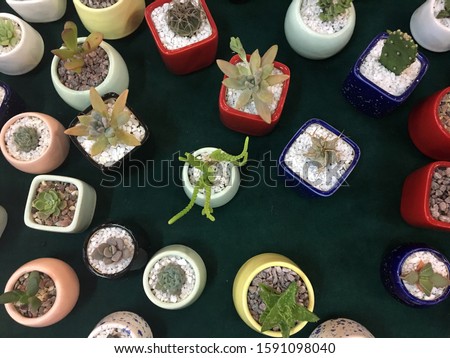 Ceramic Succulent Pot,Cactus Planter Pot Plant Container Flower Pot. Cute Small White Ceramic Succulent. Flower pots of different shapes. Ceramic Succulent Planter Pots, Cactus Planters