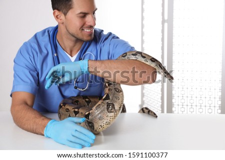 Male veterinarian examining boa constrictor in clinic