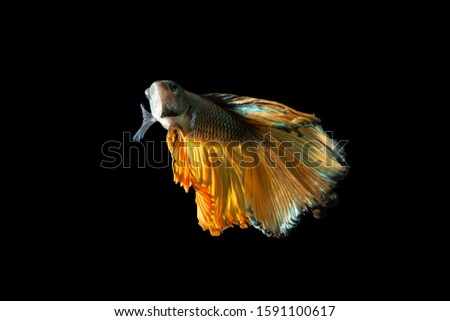 Close-up moment fish betta halfmoon Yellow mixed gray black background scenes