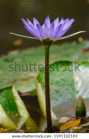 Beautiful close ups of flower
