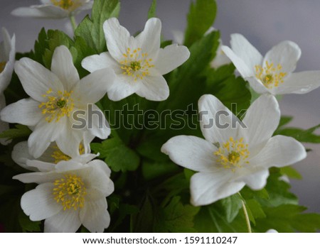 White anemone flowers against a dark background. Beautiful floral composition. Congratulation, postcard.
