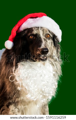 dog with christmas hair and beard