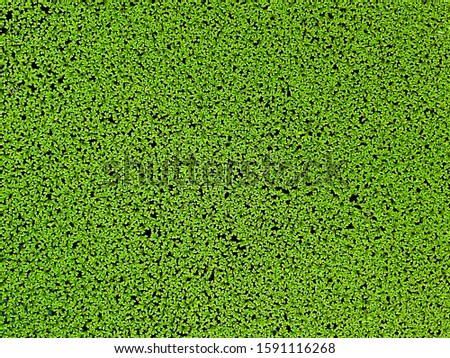 Green moss background in nature
