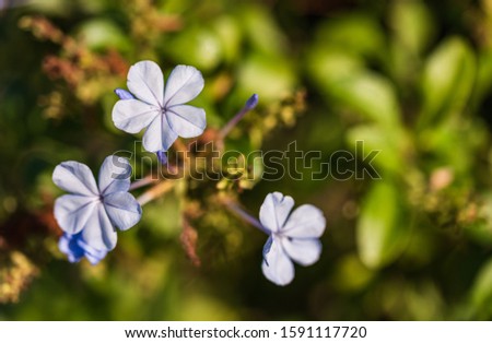Beautiful forget me not flowers. Close-up image of forget-me-not flower. 
