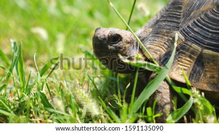 Detail view of old turtle on green grass. Tortoise exploring nature environment. Wild animal in it habitat. Slow motion Close up