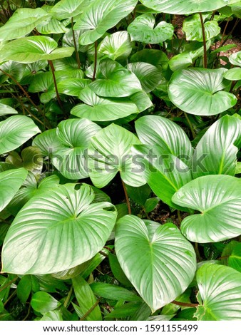 Green tropical plants, green leaves downward view.