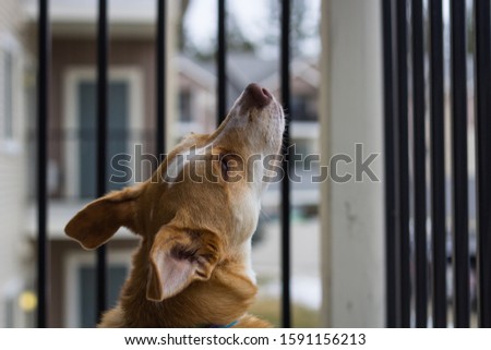 Texas heeler (australian shepherd and red heeler mix) stares outside on the porch of an apartment building
