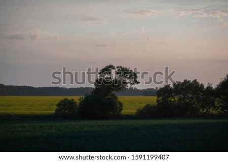 Landscape with rapeseed field and colorful sunset