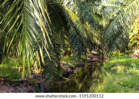 A palm tree plantation in South East Asia, The trees are used for Palm Oil production.
