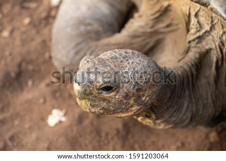 Galápagos giant tortoise on Santa Cruz Island, Galapagos, Ecuador
