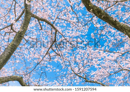 The landscape in spring of japan in the season of cherry blossoms, the landscape in toyama at asahimachi.(row of cherry trees of funakawaberi)
