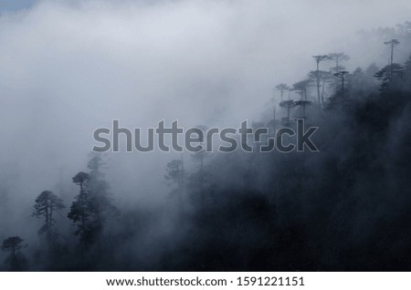 A landscape of a forest on a hill covered in heavy fog - a cool picture for backgrounds