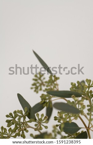 Eucalyptus Branch on Side on White Background