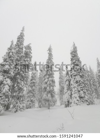 Beautiful winter forest in Russia. Trees in snow. Too much snow.
