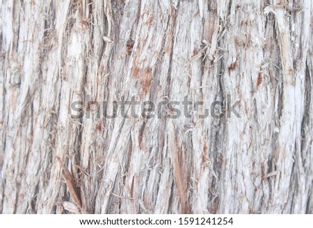 Incredibly beautiful texture of wood with many veins. The bark of the Thuja tree. Old thuja for the background. Tree bark