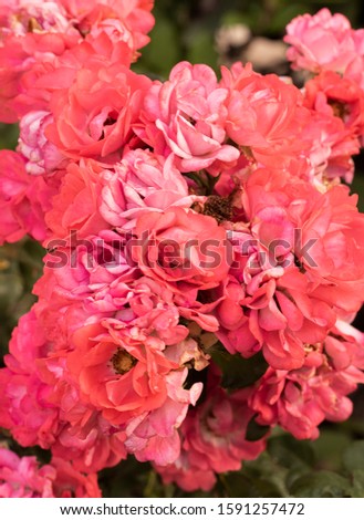 Salmon Colored Small Peonies Picture