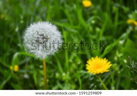 Yellow dandelion and seeds image of a summer meadow