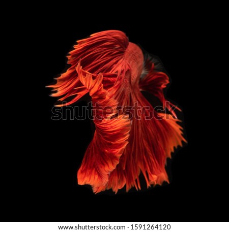 Red betta fish or Siamese fighting fish isolated on black background, Thai fighting fish