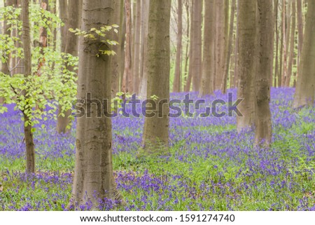 Springtime landscape in the blue forest