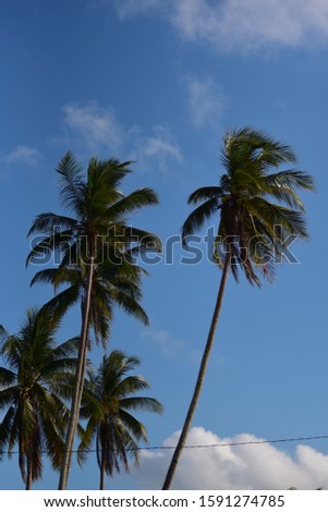 A view of palm tree with blue background of sky
