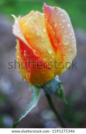 Rose in wild nature and garden