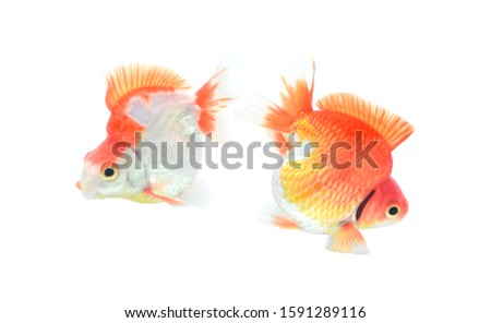 Gold fish. Isolated on white background