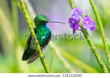 A juvenile male Blue-chinned Sapphire perches in the Vervain plant feeding on its flowers in a tropical garden.